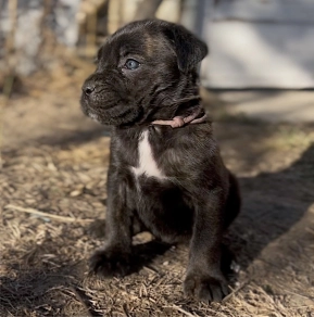 Italian Mastiff puppy for sale