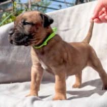 Bacchus, fawn Italian Mastiff for sale