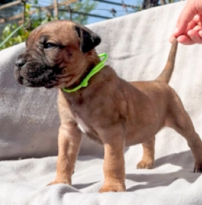 Italian Mastiff puppy for sale