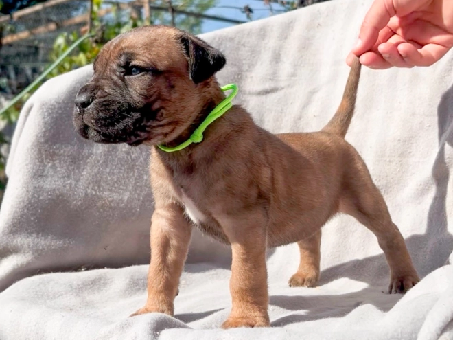 Italian Mastiff puppy for sale