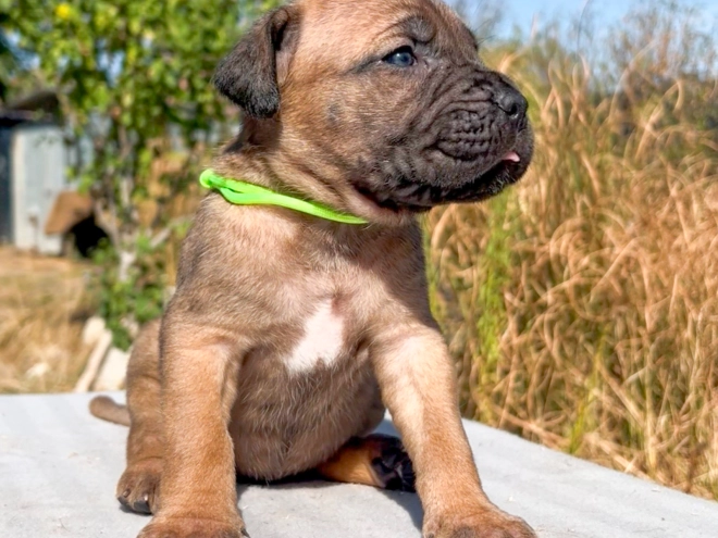 Italian Mastiff puppy for sale