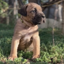 Bacchus, fawn Italian Mastiff for sale