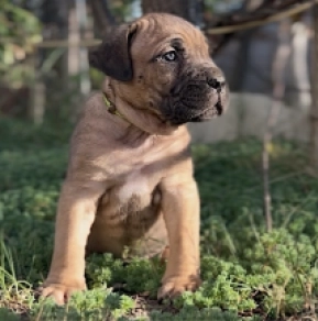 Italian Mastiff puppy for sale