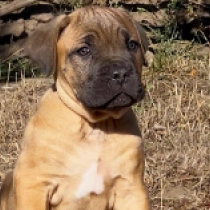 Bacchus, fawn Italian Mastiff for sale