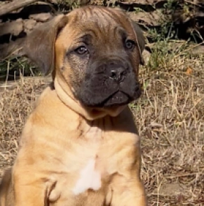 Cane Corso Italiano Welpe kaufen