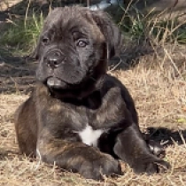 Caesar, fawn Italian Mastiff for sale