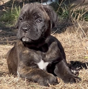 Cane Corso Italiano Welpe kaufen