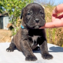 Caesar, fawn Italian Mastiff for sale