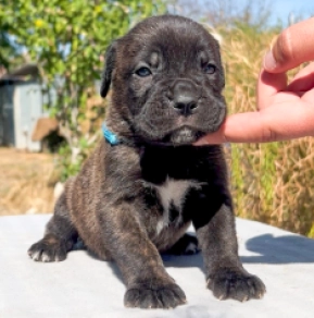 Italian Mastiff puppy for sale