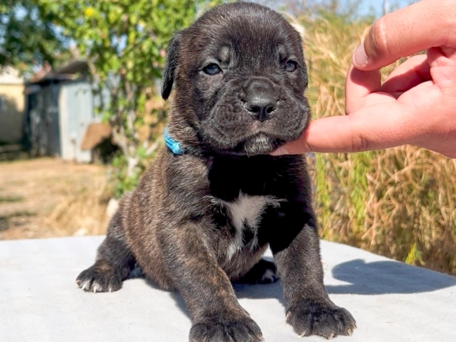 Italian Mastiff puppy for sale