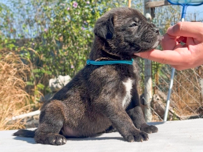 Italian Mastiff puppy for sale