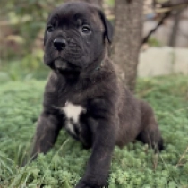 Caesar, fawn Italian Mastiff for sale