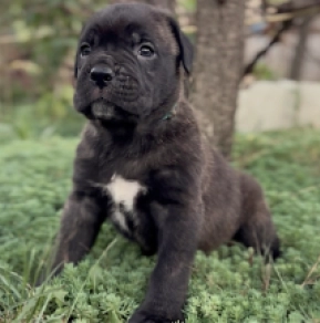 Italian Mastiff puppy for sale