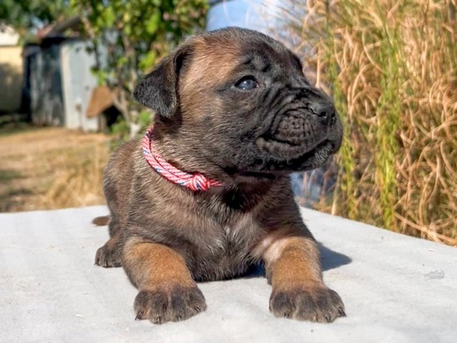 Italian Mastiff puppy for sale