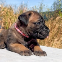 Calvin Klein, fawn Italian Mastiff for sale