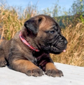 Italian Mastiff puppy for sale