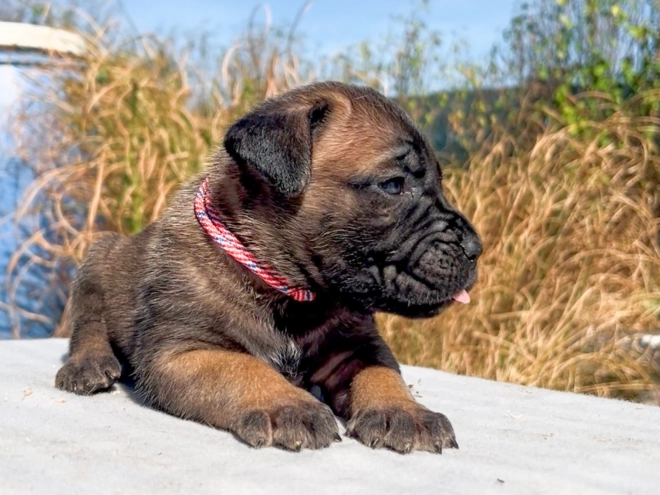 Italian Mastiff puppy for sale