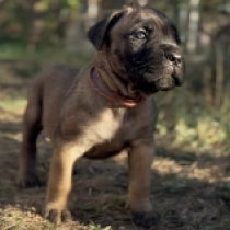 Calvin Klein, fawn Italian Mastiff for sale