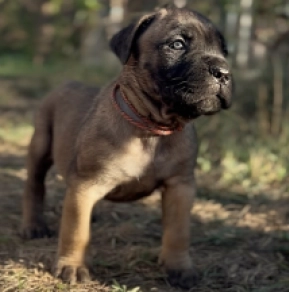 Italian Mastiff puppy for sale