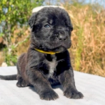 Del Piero, fawn Italian Mastiff for sale