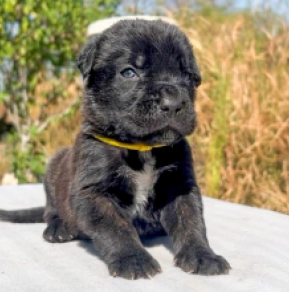 Italian Mastiff puppy for sale
