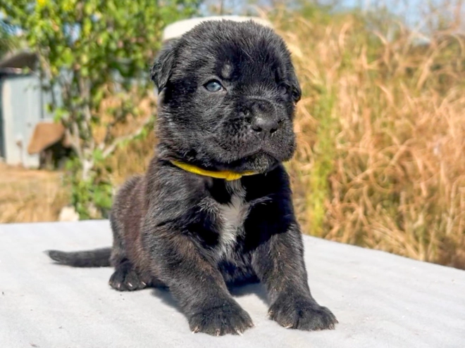 Italian Mastiff puppy for sale