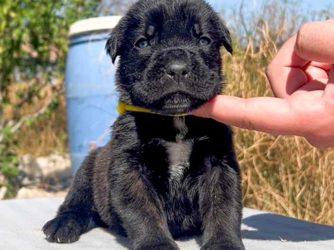 Italian Mastiff puppy for sale