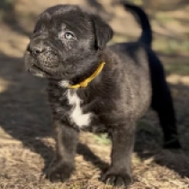 Del Piero, fawn Italian Mastiff for sale