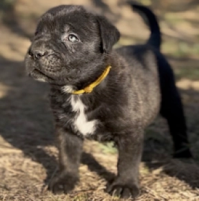 Italian Mastiff puppy for sale