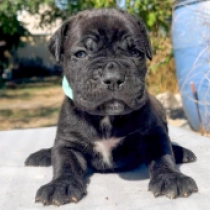 Julius Caesar, black with markings Italian Mastiff for sale