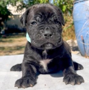 Italian Mastiff puppy for sale