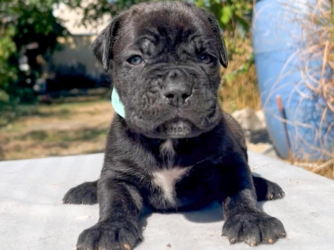Italian Mastiff puppy for sale