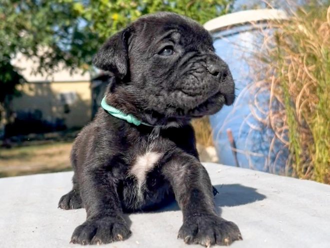Italian Mastiff puppy for sale