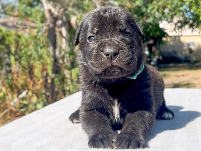 Italian Mastiff puppy for sale