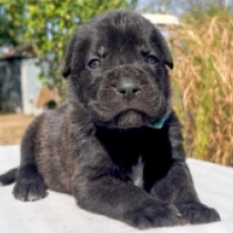 Roberto Baggio, black with markings Italian Mastiff for sale