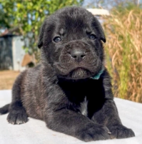 Italian Mastiff puppy for sale