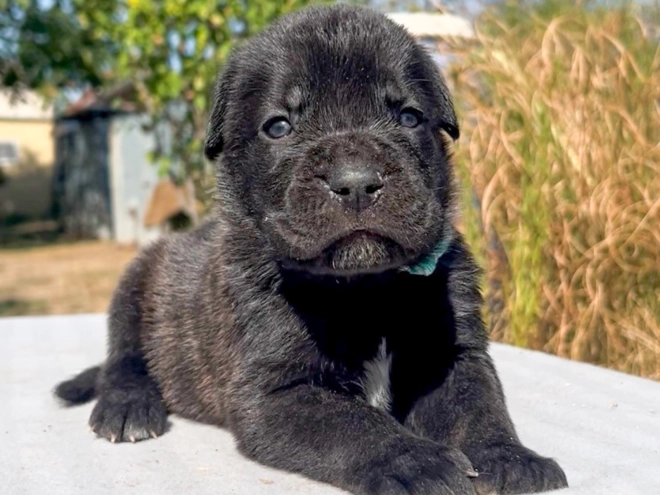 Italian Mastiff puppy for sale