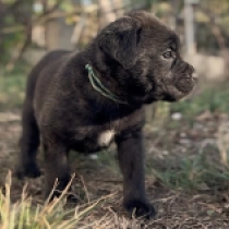 Roberto Baggio, black with markings Italian Mastiff for sale