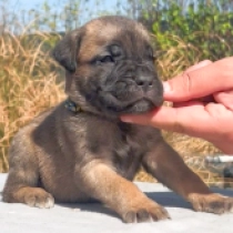 Spaghetti, fawn Italian Mastiff for sale
