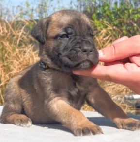 Italian Mastiff puppy for sale