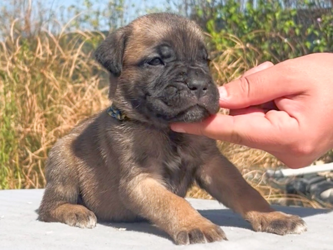 Italian Mastiff puppy for sale