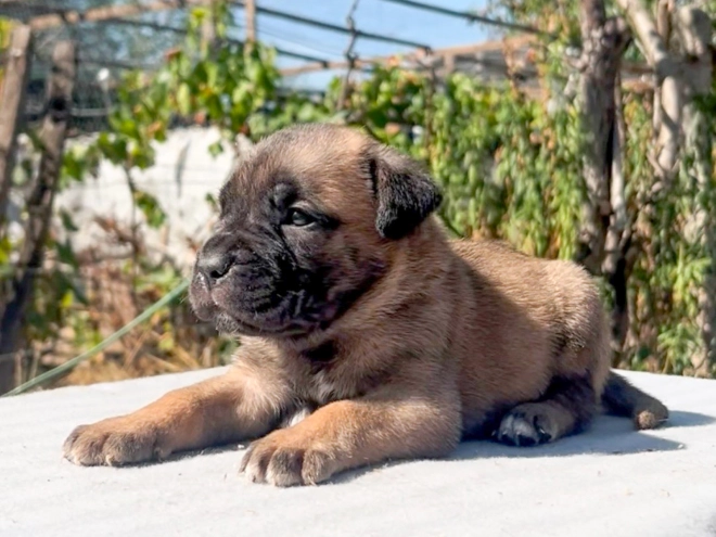 Italian Mastiff puppy for sale