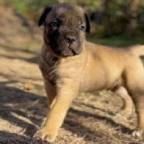 Spaghetti, fawn Italian Mastiff for sale