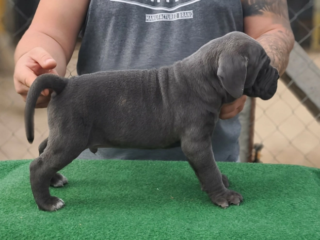 Italian Mastiff puppy for sale