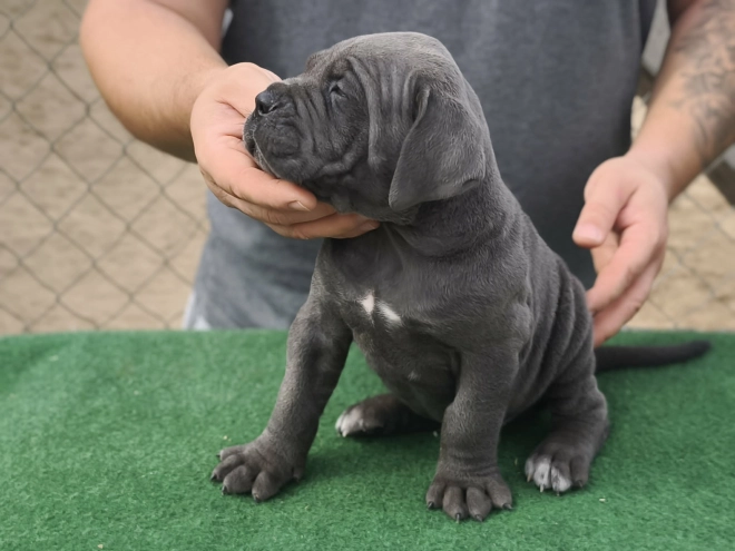 Italian Mastiff puppy for sale