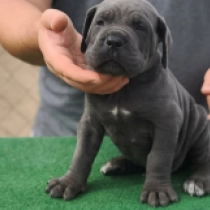 Fantom, blue Italian Mastiff for sale
