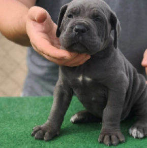 Italian Mastiff puppy for sale