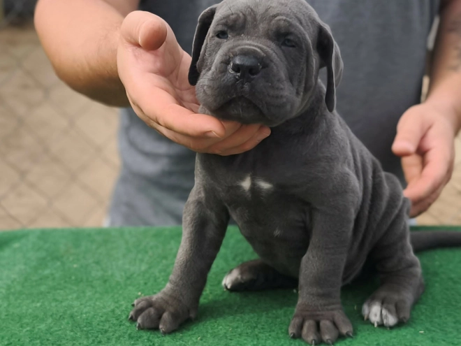 Italian Mastiff puppy for sale