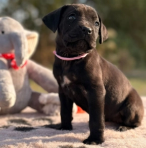 Cane Corso Italiano Welpe kaufen