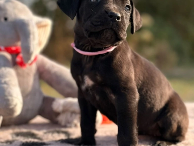 Cane Corso Italiano Welpe kaufen